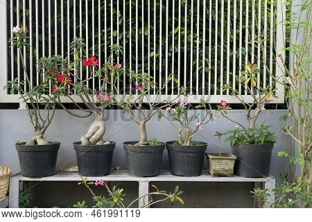 Frangipani Flower Plants Neatly Arranged In Front Of The Fence.