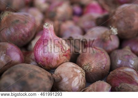 Selected Focus Of The Onion, Onion Full Frame Shot