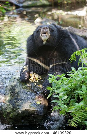 Asiatic Black Bear