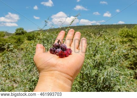 Myrtillocactus Geometrizans Garambullo Fruits In Hand In Mexico