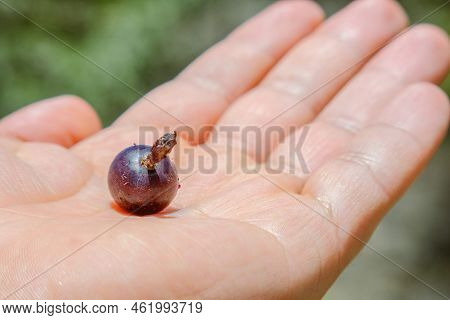 Myrtillocactus Geometrizans Garambullo Fruits In Hand In Mexico