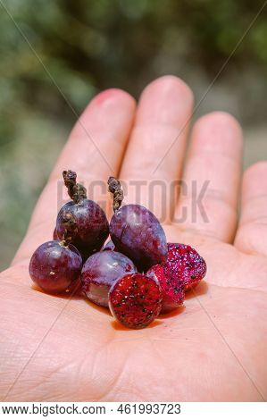 Myrtillocactus Geometrizans Garambullo Fruits In Hand In Mexico