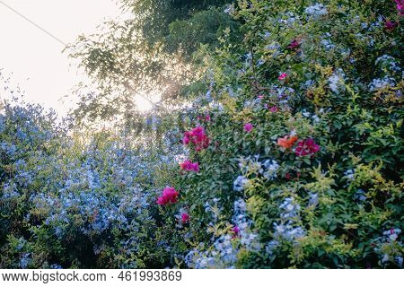 Background With Aestethic Blue And Red Flowers