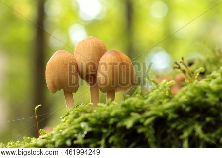 Mushrooms tree trunk Closeup Nature Macro plant Nature background trees Nature background Nature background Mushroom Nature autumnal Nature background Nature background Autumn forest Nature background outdoor Nature background Nature background.