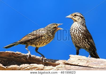 สีแดง– winged Blackbird
