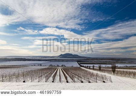 Winter vineyards under Palava near Sonberk, South Moravia, Czech Republic