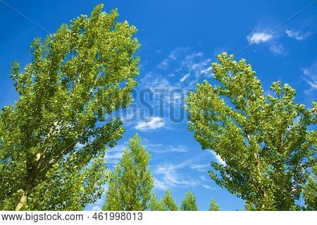 Trees in Maderuelo, Segovia province, Castilla Leon in Spain