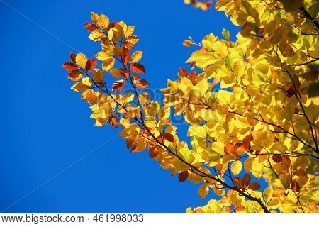 Autumn tree in Anso Valley, Huesca Province in Aragon in Spain.