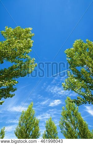 Trees in Maderuelo, Segovia province, Castilla Leon in Spain