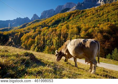 Cow grazing in the Pyrenees, in Anso Valley, Aragon, Huesca province in Spain.