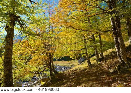 Forest in Anso Valley, Huesca Province in Aragon in Spain.