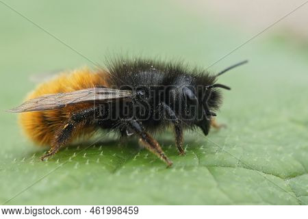 Closeup On A Fluffy Red And Black Female European Orchards Mason Bee, Osmia Cornuta Sitting On A Gre