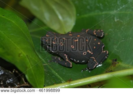 Closeup On The Colorful And Endangered Purple Fluorescent Frog, Atelopus Barbotoni