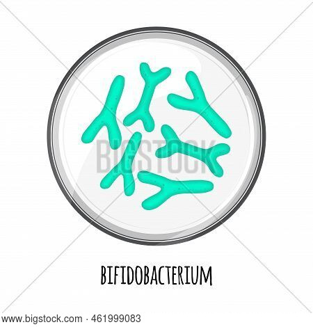 The Human Microbiome Of Bifidobacterium In A Petri Dish. Vector Image. Bifidobacteria, Lactobacilli.