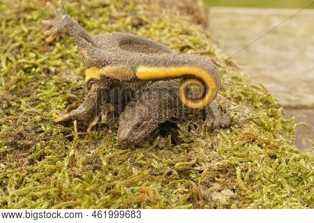 Closeup On A Female Italian Crested Newt, Triturus Carnifex In Anti-predator Posure