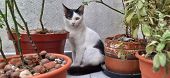 A White And Black Cat With Yellow Eyes, Sit And Hiding Behind Many Vases Of Plants.