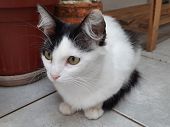 Close-up of a white and black cat with yellow eyes, outdoor, sit on the ground.