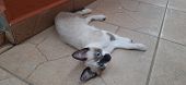 Blue-eyed Beige Kitten Laying On The Ground.