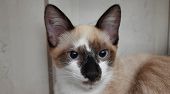 Beige Kitten's Close-up With Blue Eyes, Facing The Camera.