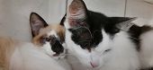 White And Black Cat And A Beige Kitten Sit Together.