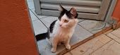 A White And Black Cat's Close-up, Sit On The Ground, In Front Of A Door.