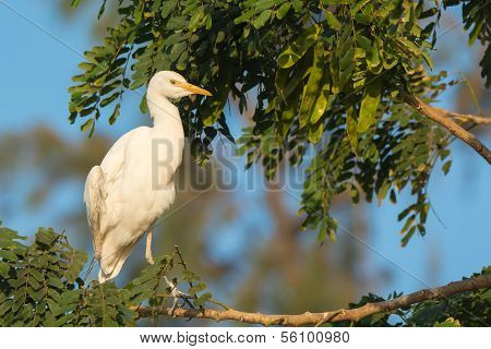 Cattle Egret Roosting In A Tree
