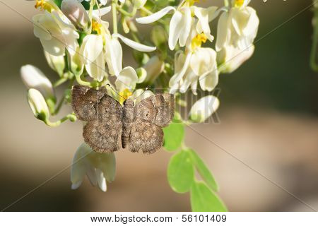 Grey Elfin Butterfly With Moringa Blossoms