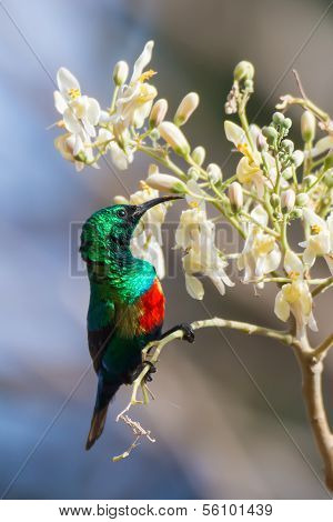 Male Beautiful Sunbird With Moringa Blossoms