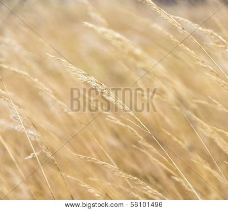 Harmonic Pattern Of Corn In Detail