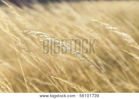 Harmonic Pattern Of Corn In Detail