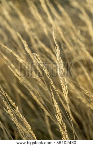 Beautiful Pattern Of Corn In Detail
