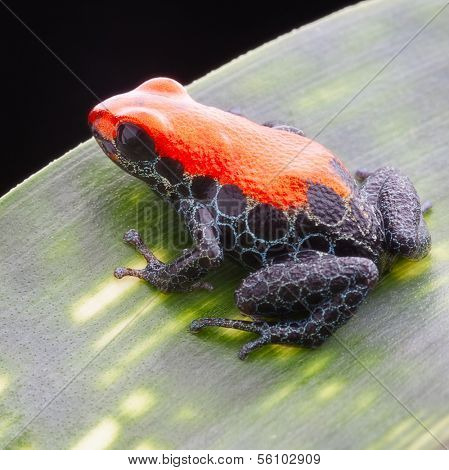 red reticulated poison dart frog. A tiny jewel of the rainforest, 15mm of pure beauty with vibrant red colours and blue reticulated legs. This poison dart frog lives in the rainforest of Peru 