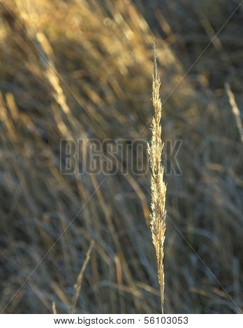 Beautiful Pattern Of Corn In Detail