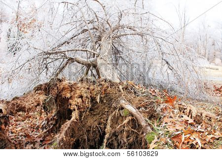 Large uprooted tree with ice dew on its branches