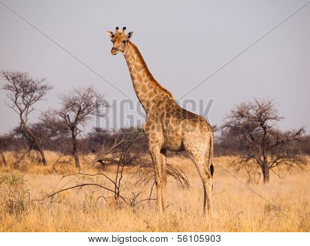 Giraffe In Savanna