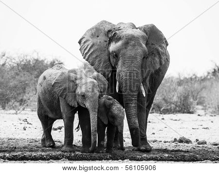 Elephant Family In Black And White