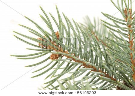 Fir Branch