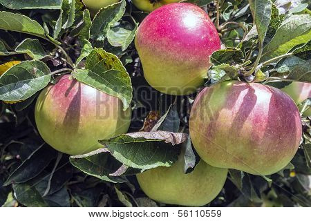 Wild Apples