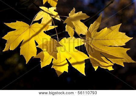 Big Leaf Maple Leaves