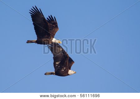 Two American Bald Eagles In Flight