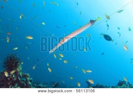 Trumpetfish and other tropical fish on underwater coral reef in ocean