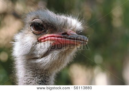 Ostrich Closeup