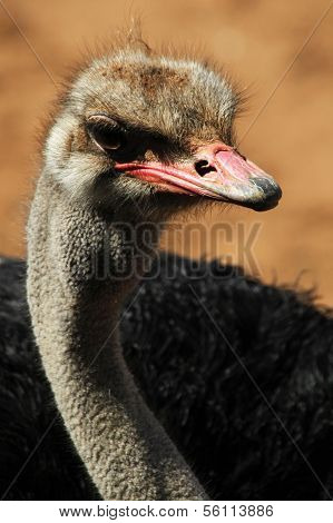 Ostrich Closeup