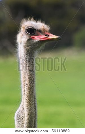 Ostrich Closeup