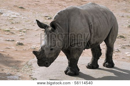 White Rhino Baby