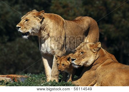 Lions