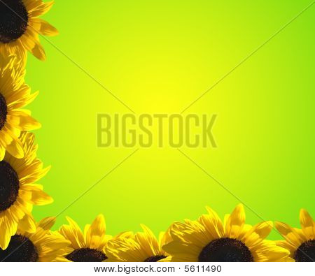 Grænsen blomst