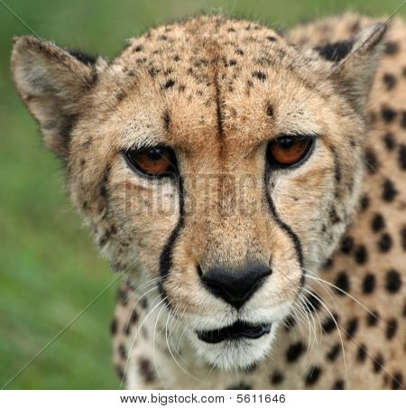 Cheeta ritratto