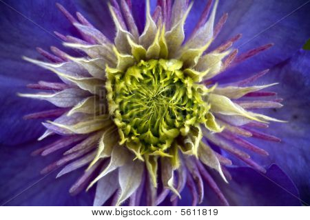 Blomst