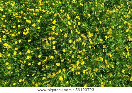 Ranunculus Acris (meadow Buttercup) Yellow Flowers